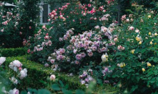月季花怎么养能过冬 月季花怎样过冬