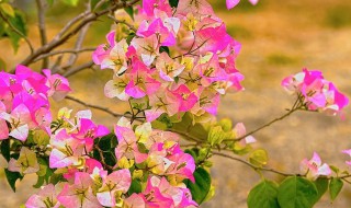 三角梅几月份开花 同安红三角梅几月份开花