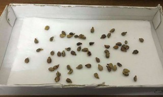 葡萄籽的种植方法（葡萄籽的种植方法视频）