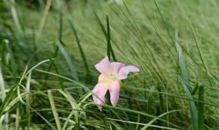 风雨兰花的养殖方法和注意事项 风雨兰花怎么养