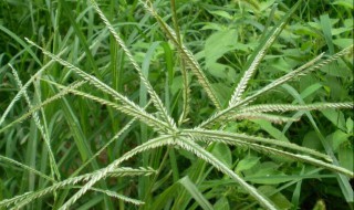 牛筋草的功效与食用方法 牛筋草有什么作用