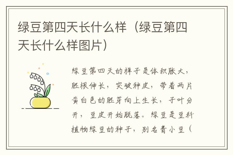 绿豆第四天长什么样（绿豆第四天长什么样图片）