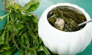 车前草煮水可以每天喝吗 车前草煮水可不可以每天喝