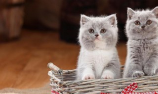 猫鼻支怎么治疗 猫鼻支怎么治疗都不好怎么办