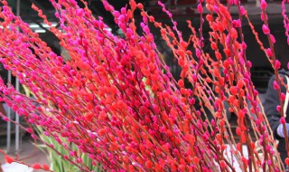 红色银柳是干花吗 银柳属于干花还是假花？