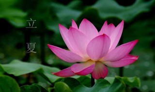 立夏前是什节气 哪一个节后过后系立夏