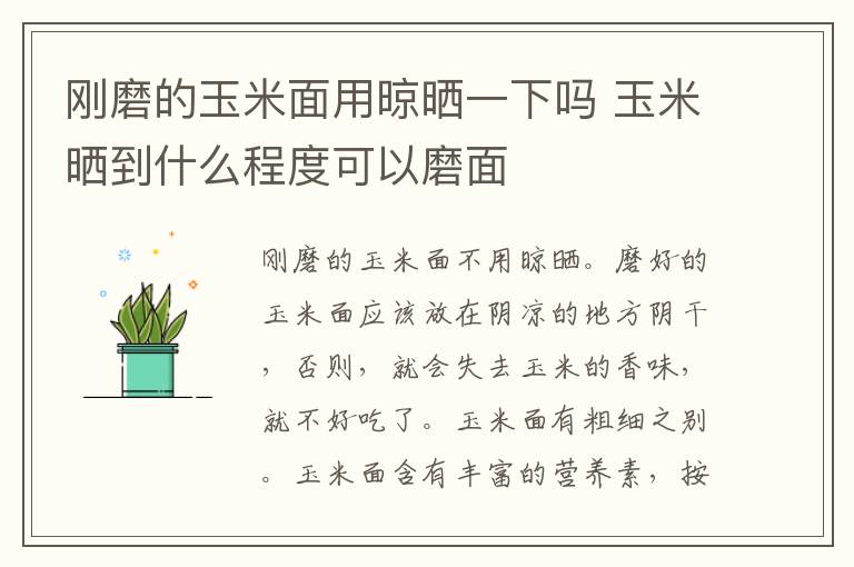 刚磨的玉米面用晾晒一下吗 玉米晒到什么程度可以磨面