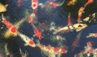 新鱼入缸用黄粉还是高锰酸钾? 新鱼入缸用什么东西