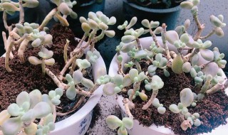 兰花多肉种植方法和注意事项 兰花多肉怎么种植