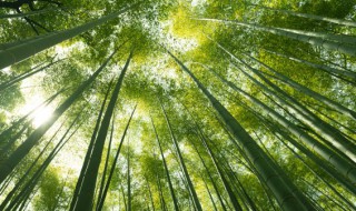 竹子的土培养殖方法 竹子的养殖方法和注意事项