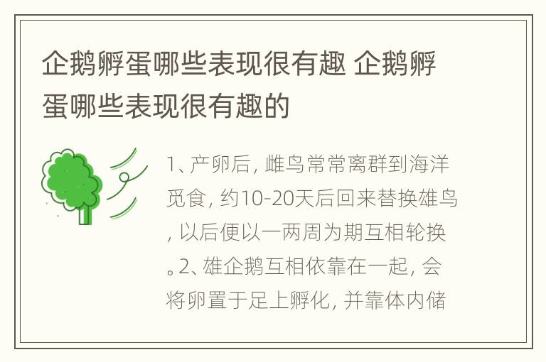 企鹅孵蛋哪些表现很有趣 企鹅孵蛋哪些表现很有趣的