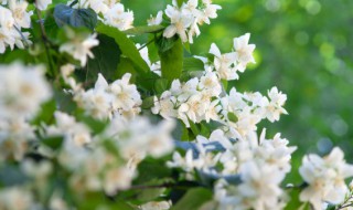 怎么养茉莉（怎么养茉莉花鲜切花）