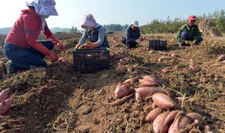 红薯增产方法 红薯增产有什么方法