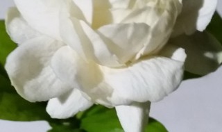 宝珠茉莉的养殖方法和注意事项 宝珠茉莉怎么养