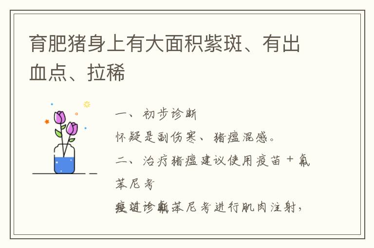 育肥猪身上有大面积紫斑、有出血点、拉稀