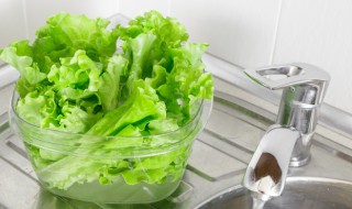 生菜适合种在室内吗 生菜适合种在室内吗冬天