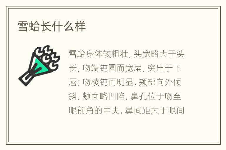 雪蛤长什么样