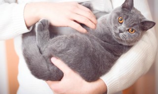 小猫咬人怎么教育（小猫咬人怎么教育他）