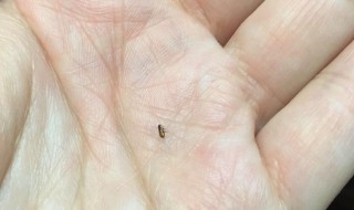 家里有跳蚤怎么清除最方便有效 怎么清除跳蚤