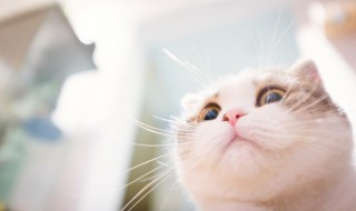 在家做猫的食物该怎么做 自制猫粮的配方及其做法