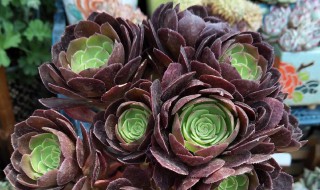 多肉植物黑法师养殖方法 黑法师怎么养