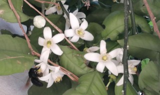 柚子树是什么时候开花，柚子树什么时候开花什么时候结果