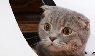 猫咪干呕怎么回事（猫咪干呕怎么回事儿）