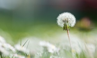 蒲公英泡水加什么去寒 蒲公英配什么去掉寒性