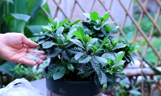 栀子花换盆时间和方法 栀子花怎么换盆
