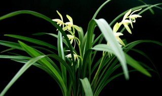 兰花的特点和品质 兰花特点和品质介绍