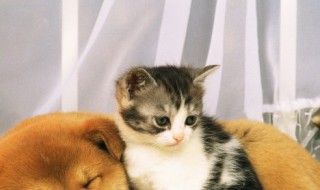 小猫一直叫是怎么回事（出生几天的小猫一直叫是怎么回事）