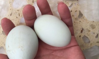 乌鸡蛋的功效与作用 乌鸡蛋的功效与作用是什么