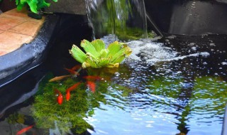 鱼池防水的最好方法 鱼池做防水的最好方法