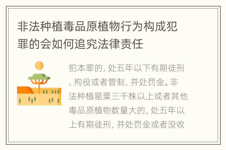 非法种植毒品原植物行为构成犯罪的会如何追究法律责任