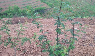 吊篮花椒种植方法 吊篮花椒种植方法是什么