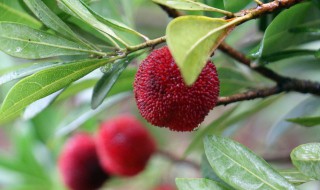 杨梅种子的种植方法，杨梅种子的种植方法图片