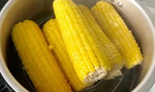 熟玉米怎么保存方法 熟玉米保存方法是什么
