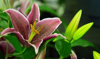 百合花的寓意和花语 百合花的寓意和花语是什么