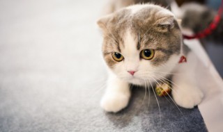 怎么防止猫跑到车辆发动机舱里 如何防止猫爬进发动机舱