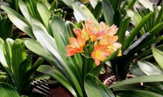 君子兰从长花剑开始多久能开花? 君子兰从长花剑到开花时间