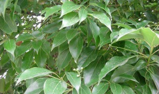 种植香樟树的方法 香樟树的种植方法