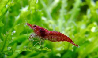 樱花虾养殖方法 樱花虾怎么养