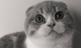 猫不喝水怎么办（2个月的猫不喝水怎么办）