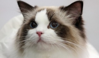 猫有跳蚤怎么处理 猫身上有跳蚤怎么去除