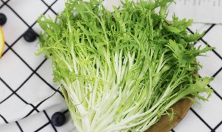 苦苣的种植方法，苦苣的种植方法视频