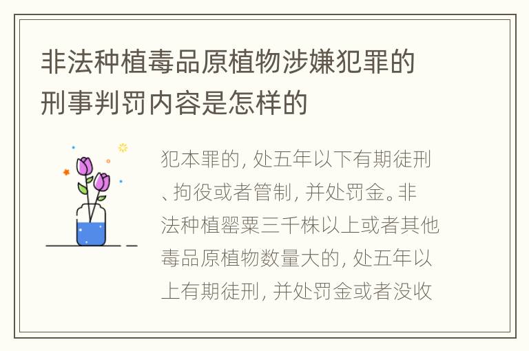 非法种植毒品原植物涉嫌犯罪的刑事判罚内容是怎样的