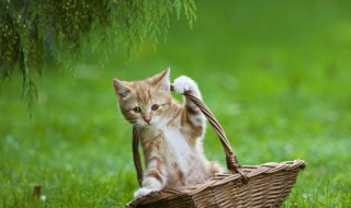 猫草多久喂一次（猫草多久喂一次喂多少）