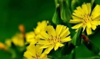 野生黄鹌菜能吃吗? 野生黄鹌菜能不能吃