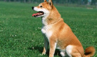 秋田犬和柴犬的区别有哪些 秋田犬和柴犬有何区别