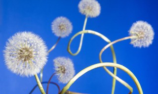 蒲公英毛球是花还是种子 蒲公英简介